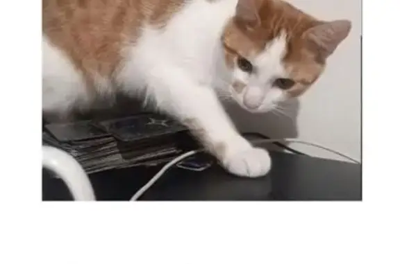 Пропала кошка, ул. Дзержинского 143, Гродно