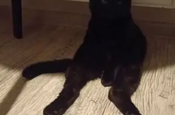 Найдена кошка, Челябинск, фото: Найдена кошка, Краснопольский пр., 8, Челябинск