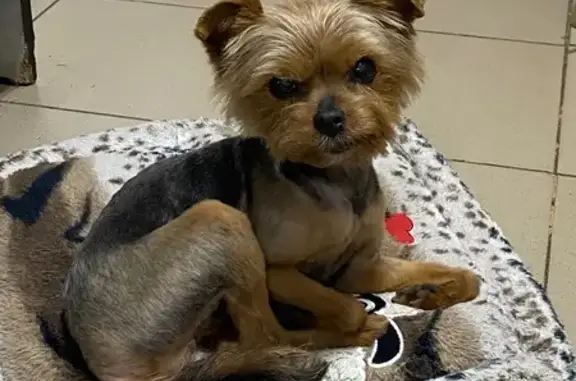 Ласковая собака найдена: Дунайская, 28