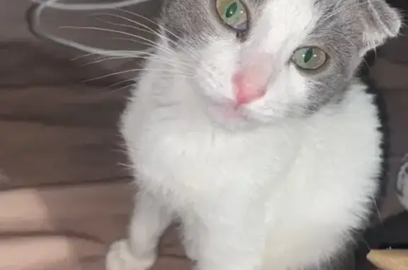 Найдена кошка, Калуга, фото: Кошка найдена: Болдина, 3А, Калуга