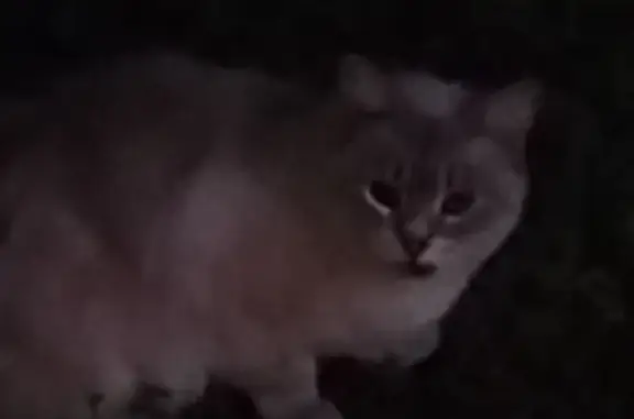 Найдена кошка, ул. Обручева, Москва
