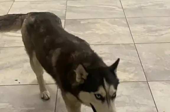 Найдена собака, , фото: Хаски найдена у вокзала, Вокзальная 26А