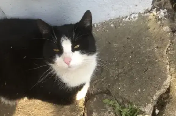 Кошки потеряшки, Новгородская область, фото: Потеряшка кошка в Русско Бронницком, Новгородская область