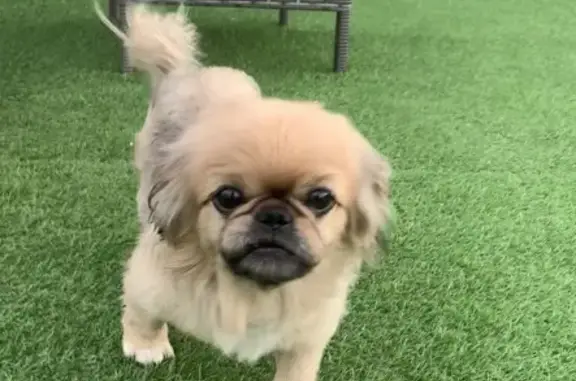 Собака найдена: Щетинка, Курская область