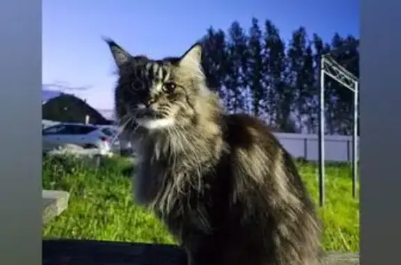 Потерянные животные Заволжский, фото: Пропала кошка, ул. Мира 8, Заволжский