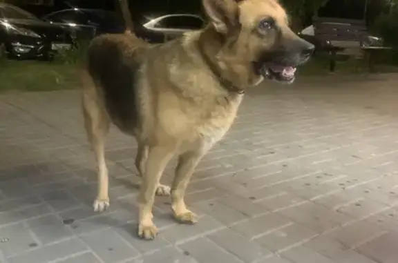 Собака найдена у табачки, 3-я Баррикадная 2