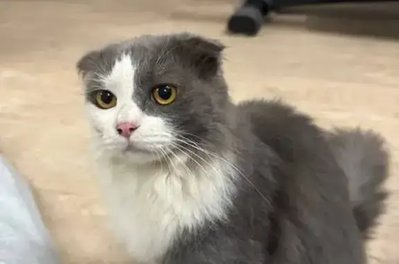 Кошка найдена, Хрустальная ул., Тверь