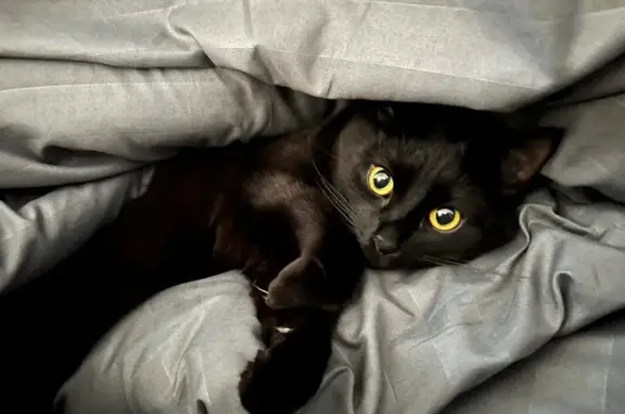 Кошки потеряшки, Москва, фото: Потеряшка кошка, ул. Плеханова 22 к1, Москва