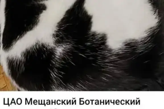 Пропала кошка, Ботанический пер., 12