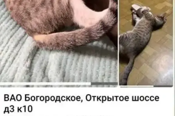Пропала кошка, Открытое шоссе, 3 к10