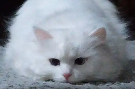 Пропала кошка, ул. Водопьянова, 25, Липецк