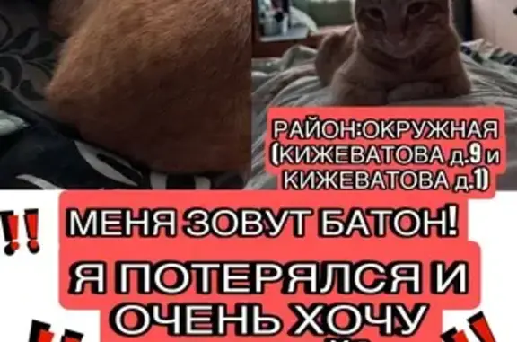 Потерянные животные Пенза, фото: Пропала кошка на ул. Кижеватова, 9