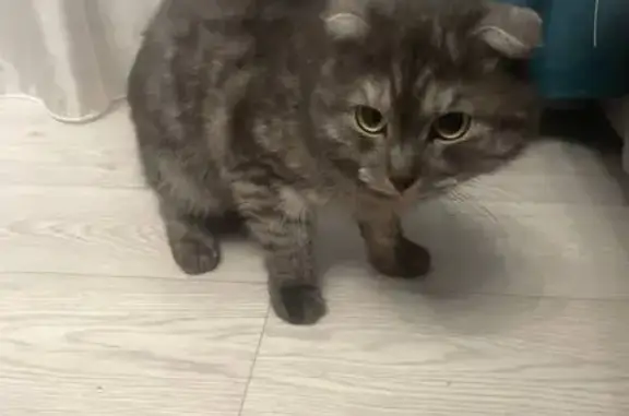 Найдена кошка, Саранск, фото: Кошка найдена на Гожувской 28, Саранск