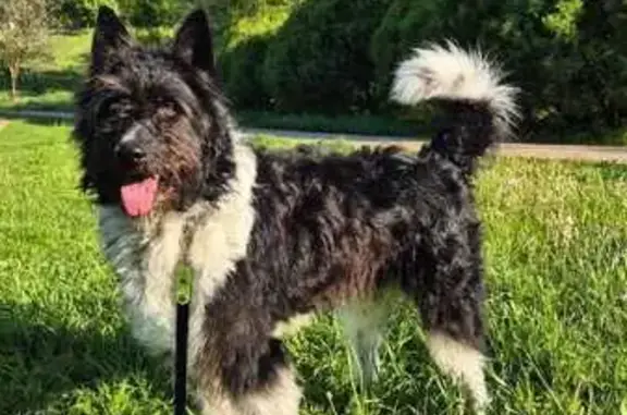 Собака найдена на АЗС Лукойл, Тверь