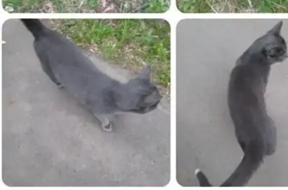 Найдена серая кошка, 3-я Гражданская, 4