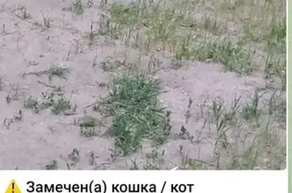Кошка найдена на ул. Расплетина, Москва