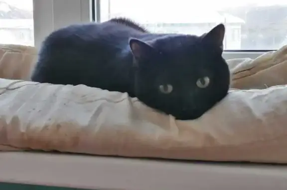 Пропала кошка, ул. 50 лет Сов. Власти, 6