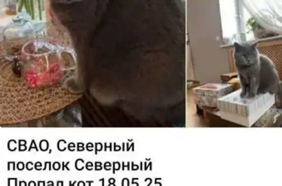 Пропал кот, 5-я Северная линия, 6, Москва