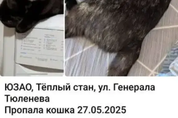 Пропала кошка, ул. Тюленева, 6, Москва