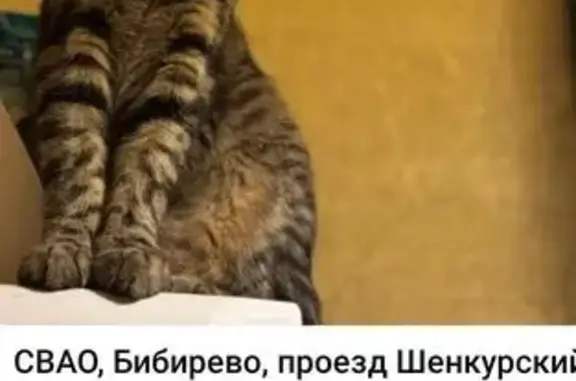 Пропала кошка, Шенкурский проезд 14, Москва