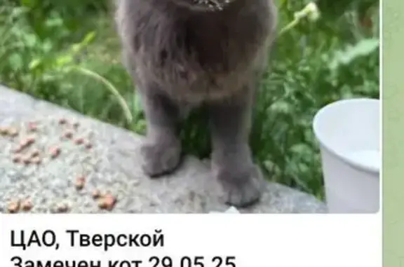 Кошка найдена: Тверской бульвар, 24с1