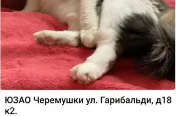 Пропала кошка на Гарибальди, 18, Москва