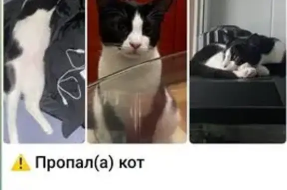 Пропала кошка, ул. Римского-Корсакова, 18