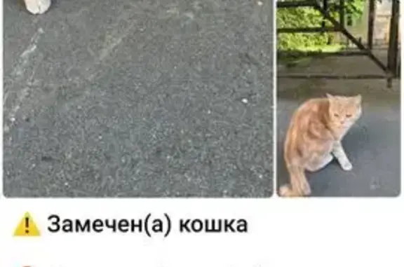 Найдена кошка, Денежный переулок, Москва