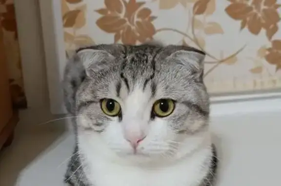 Кошки потеряшки, Корсаково-1, фото: Потеряшка кошка, Набережная ул., 9, Корсаково-1