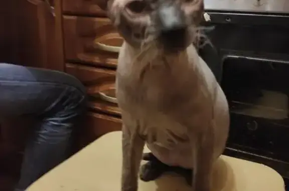 Потерянные животные Ставрополь, фото: Пропала кошка, ул. Серова 513, Ставрополь