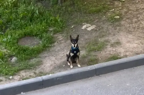 Собака найдена, ул. Энтузиастов, 11