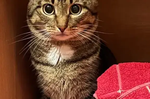 Кошки потеряшки, Москва, фото: Потеряшка кошка, ул. Фонвизина 2А, Москва