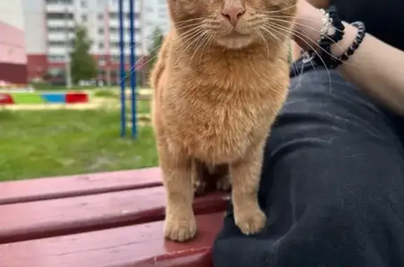 Найдена кошка, Ульяновск, фото: Кошка найдена: ул. Репина, 53, Ульяновск