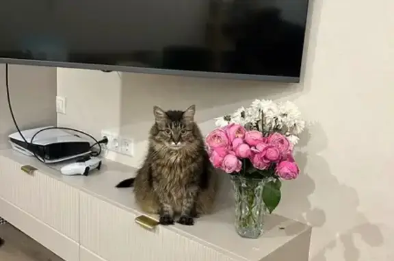 Пропала кошка на Жатковской, 4, Липецк