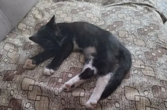 Кошки потеряшки, Кунгур, фото: Потеряшка кошка, Детская ул., 49, Кунгур