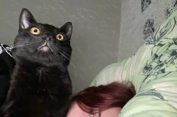 Кошки потеряшки, Москва, фото: Потеряшка черная кошка, Лётчика Бабушкина 17