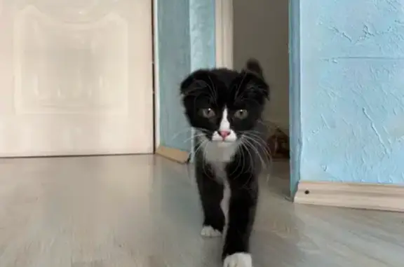 Найдена кошка, , фото: Кошка найдена на Рабочей 33А, Михайловка