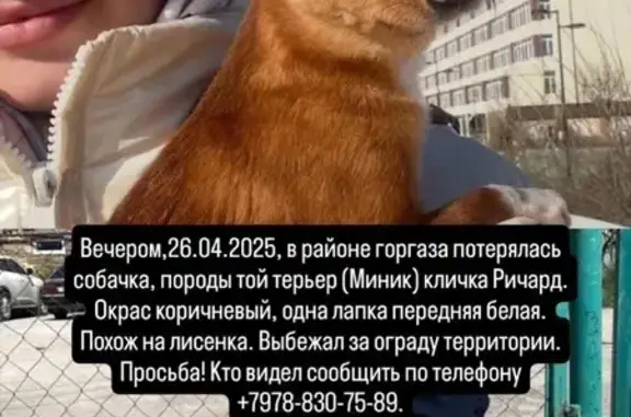 Пропала собака у магазина Амбар, Евпатория