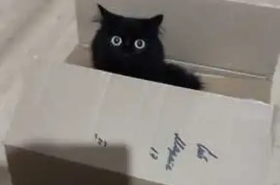 Кошки потеряшки, Екатеринбург, фото: Потеряшка черная кошка на Бардина 9