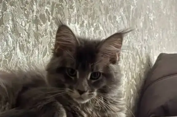 Кошки потеряшки, Саратов, фото: Потеряшка кошка, ул. Слонова, 72, Саратов