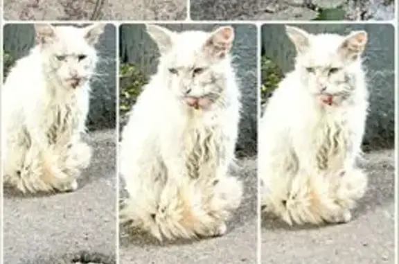 Белый кот найден на Байкальской, 20 к1