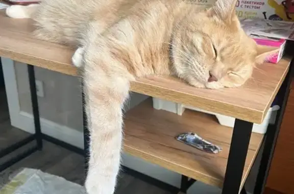 Кошки потеряшки, Санкт-Петербург, фото: Потеряшка кошка на Новосёлов, 2, СПб