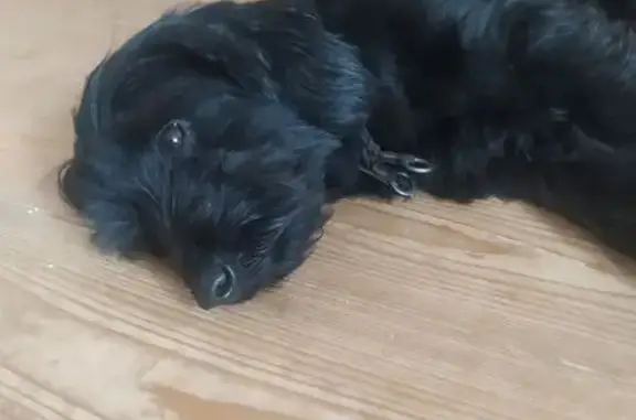 Найдена собака, д. Бельтеевка, 31.05.25