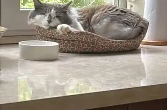 Кошки потеряшки, Москва, фото: Потеряшка кошка, ул. Рыбалко, 10, Москва