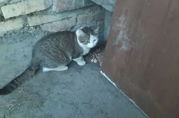 Котик найден: Онежская 19, Пенза