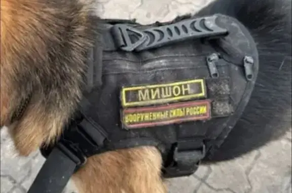 Пропала собака Мишон, Ленинградская ул.