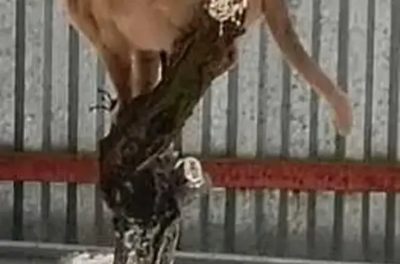 Кошки потеряшки, Московская область, фото: Потеряшка кошка, д. Малое Саврасово