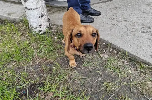 Найдена собака, городской округ Сургут, фото: Найдена такса, Индустриальная 45, Сургут