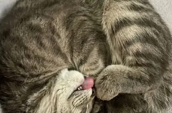 Найдена кошка, Кемерово, фото: Кошка найдена: Севастопольская 3, Кемерово
