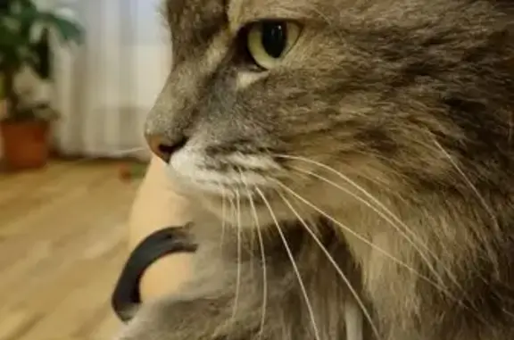 Кошки потеряшки, Нижний Новгород, фото: Потеряшка кошка, ул. Ногина 7, Н. Новгород